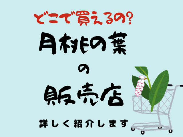 沖縄産 月桃の葉30枚セット 未洗浄 60 以上節約